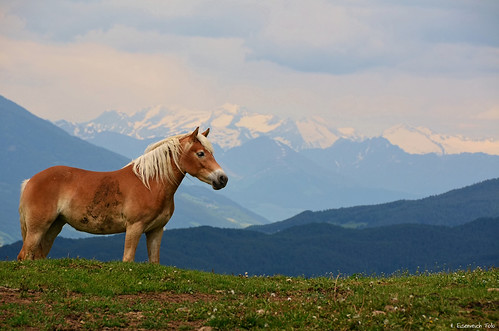 horse alps nikon hans alpen alpi pferd südtirol altoadige southtyrol haflinger eisenreich tuxalm
