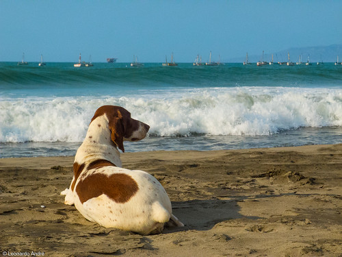 seascape beach dogs boats perú lobitos