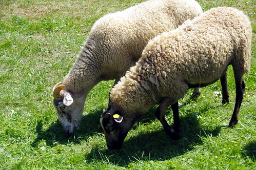 festival republic sheep czech south bohemia borovany slavnosti ovcacke