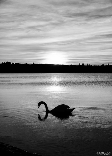 cygne reflection bw black white noiretblanc shadows pmbres sunset france french stpoint lac lake