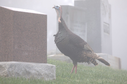 lenswrangler digikam elcerrito california wildlife fowl turkey bird cemetery grass gravestone headstone fog dew graveyard