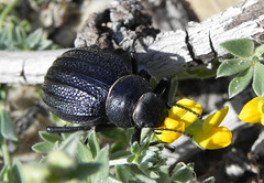 

Darkling beetles; dark, with elytra fused down mid-line and extending underneath abdomen, where fused to
sternites, tarsal formula 5,5,4