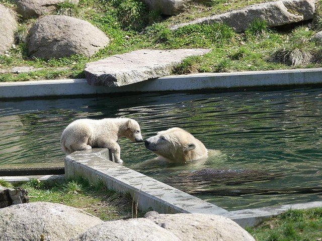 Sesi und Nanuq, Zoo Mulhouse