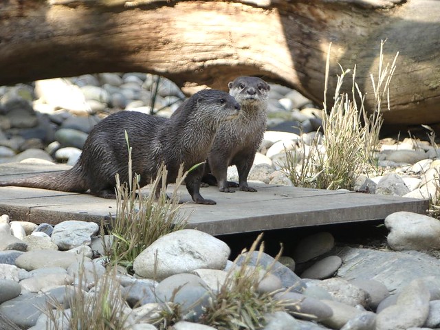 Otter, Zoo Mulhouse