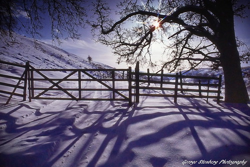 oregon fence sunrise tree shadow snow winter