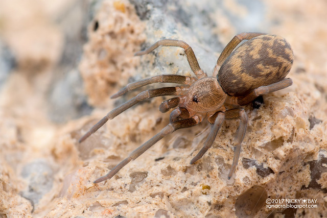 Crevice weaver spider (Pritha sp.) - DSC_2804