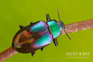 Darkling Beetle (Phaedis sp.) - DSC_8658