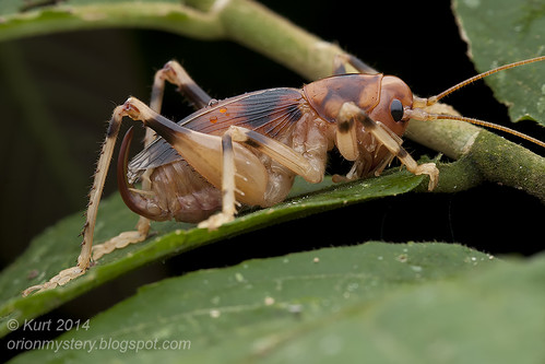 Leaf-rolling cricket IMG_9265 copy
