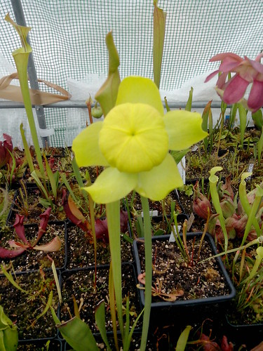 Exclu Carnivorace! Une fleur de Sarracenia Purpurea "Smurf"! 14003518541_56d14ee0fc