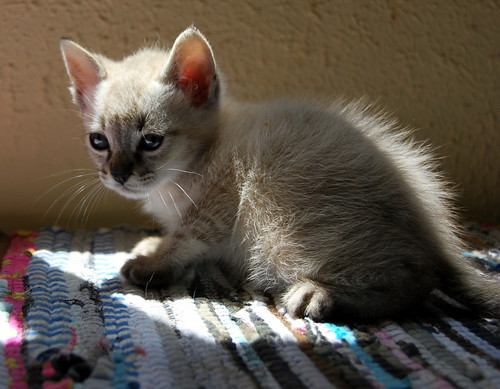 Vito, gatito siamés tabby point tímido y bueno, nacido en Abril´14, necesita hogar. Valencia. ADOPTADO. 14034885397_5576057bba