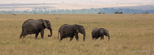africa elephant kenya safari mara afrika elephants elefant kenia masai elefanten