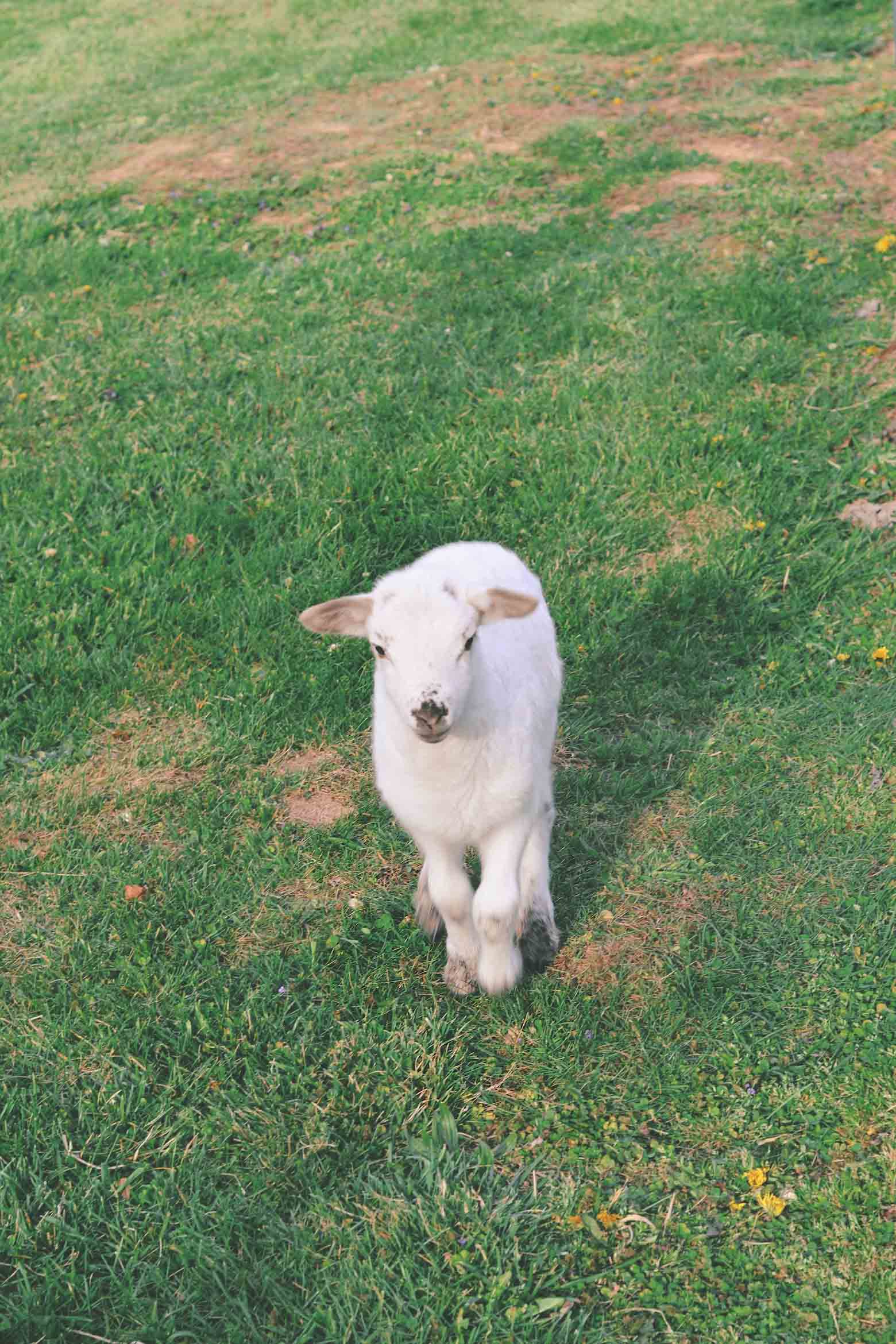 oliver the lamb