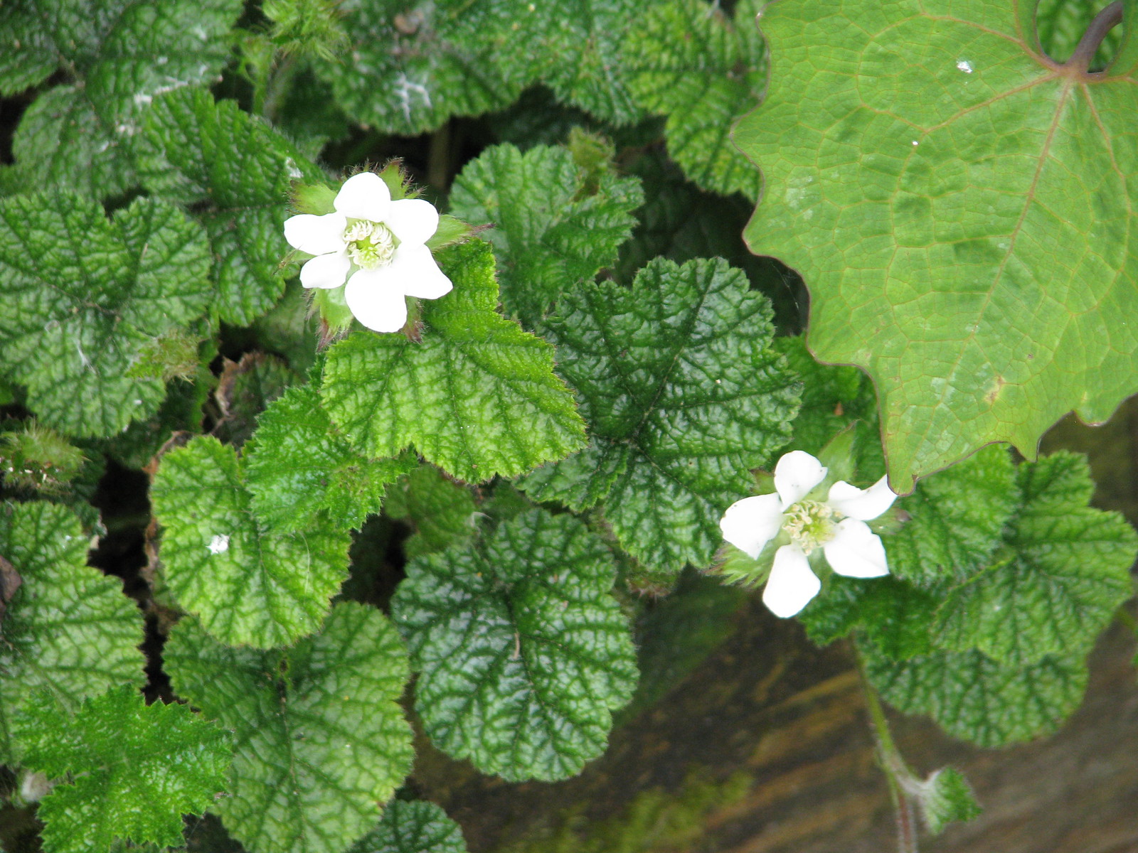 Rubus pectinellus trilobus