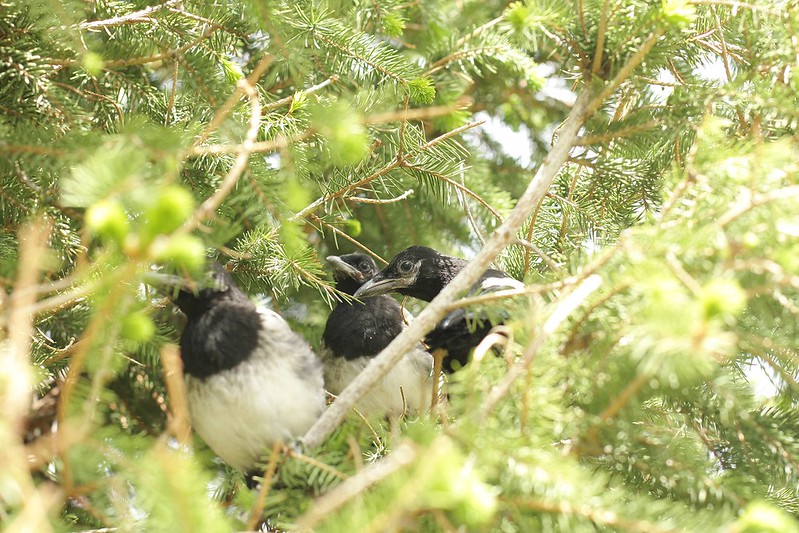 fledglings