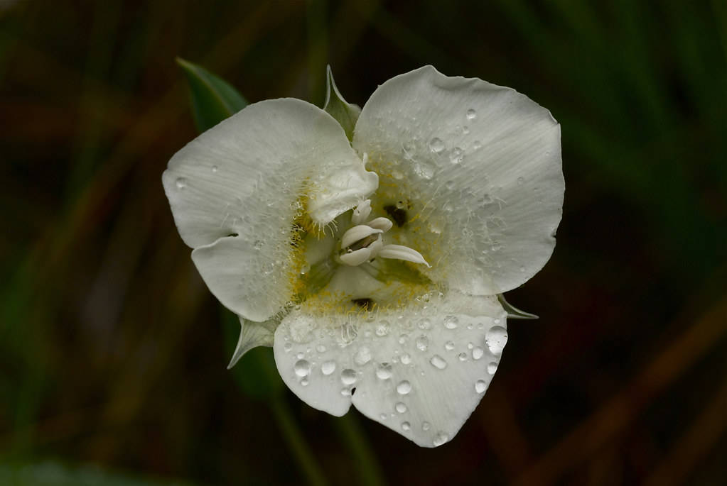 Pointedtip Mariposa Lily, Three-spot Mariposa Lily