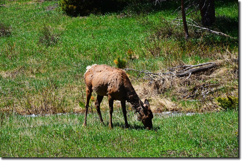Elk in National Park 3