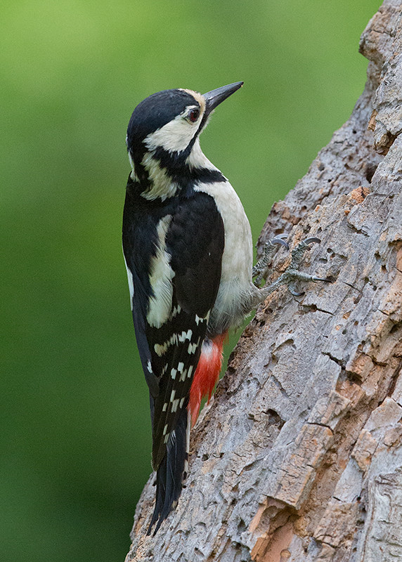 Syrian Woodpecker or GSW 1 (4)