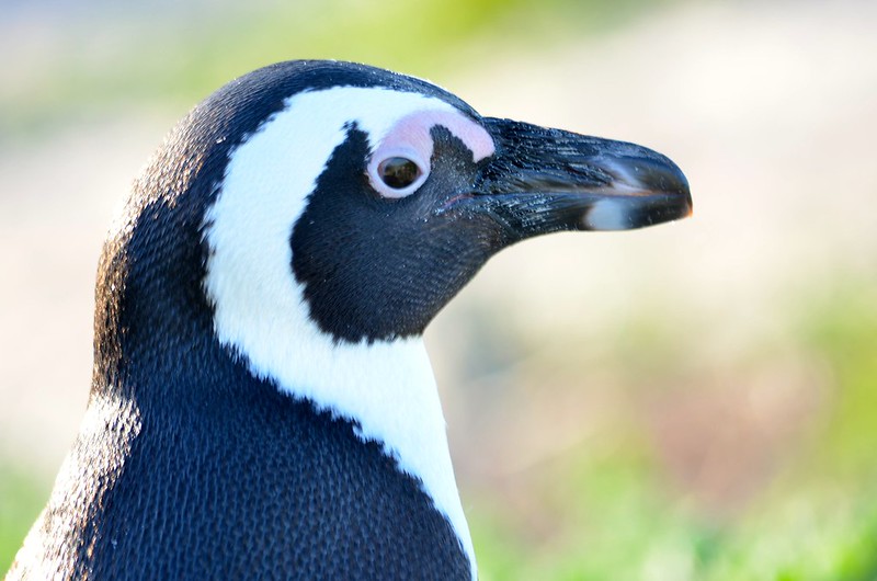 A close up of a penguin