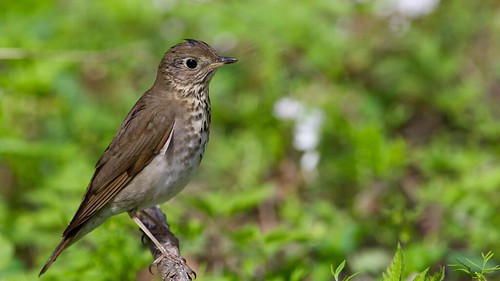 park ontario canada bird point spring birding national pointe pelee parc hermit thrush solitaire grive pelée