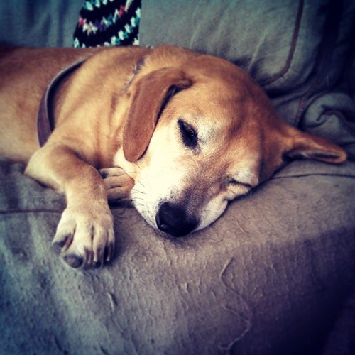 Sophie and I don't do mornings... #dogstagram #rescued #houndmix #adoptdontshop #ilovemydogs #ilovebigmutts #sleepy #instadog