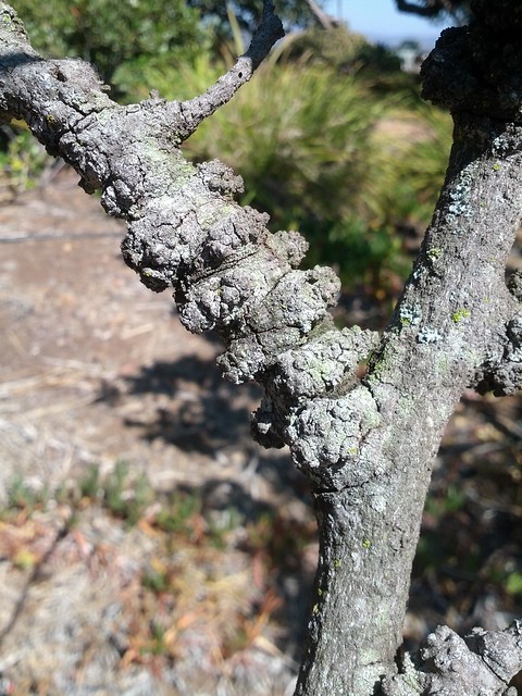 Carob tree (Cerotonia siliqua): Stem galls, unknown etiology