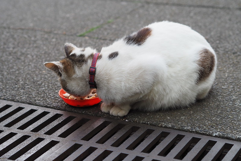 東池袋中央公園の猫。ご飯を食べるキジブチ。