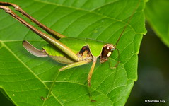 “straight wings”. Grasshoppers, crickets, locusts; compound eyes on downward pointing head, chewingmouth-parts; often two pairs wings, front pair leathery; large saddle-shaped pronotum, hind legs point rearward withenlarged femora for jumping