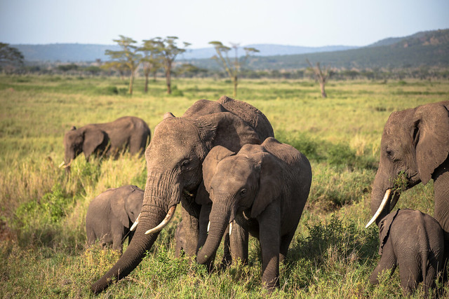Gentle Giants of the Serengeti