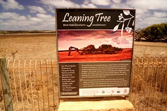 AUZ-2017-03_004120_Trip-north_Leaning-Tree-near-Greenough