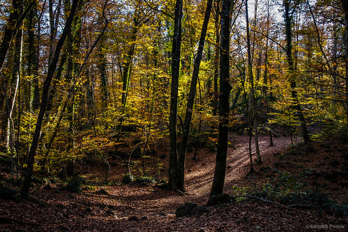autumn light españa luz forest bosque otoño cataluña garrotxa fageda jordà santapau hayedo 2tumblr sal18250 2blogger