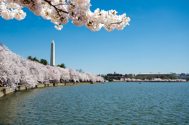 DC Cherry Blossom peak bloom 2014