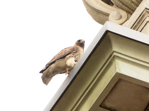 Red-Tailed Hawk (7351)