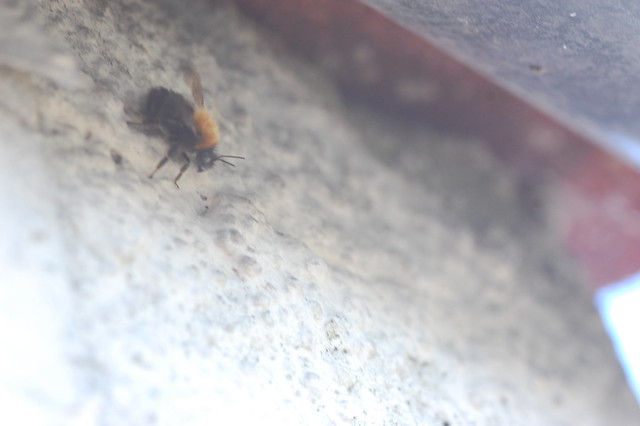 Bee crawling out of the eaves