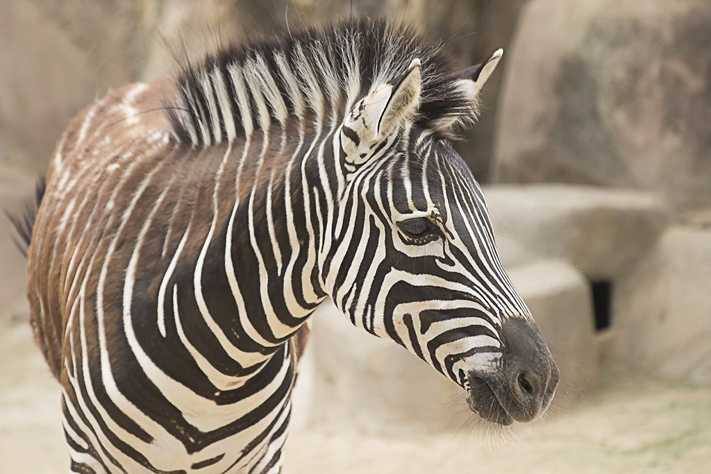 Zebra(얼룩말)