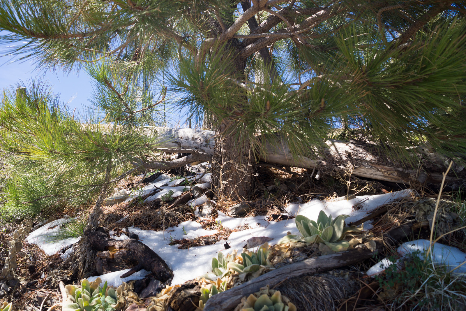 1404 Snow Hiding under a Pine Tree high on the Aspen Trail