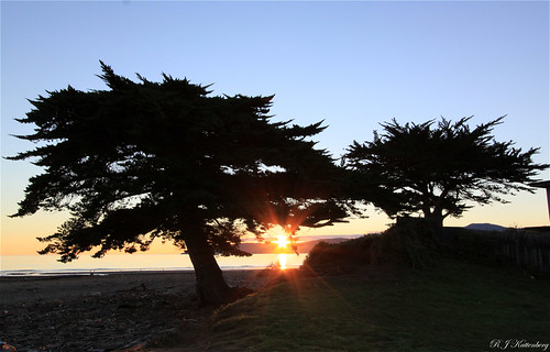 trees sunset sea newzealand sky sun beach silhouette northisland aotearoa channel kapiti raumati macrocapa rangituhi