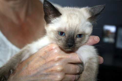 Serafín, gatito siamés muy guapo nacido en Abril´14 en adopción. Valencia. ADOPTADO. 14166887970_750ec04250