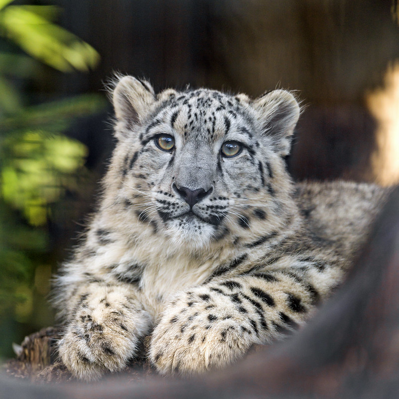 Snow leopard cub looking a bit upwards