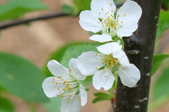 cherry blossom IMG_7886