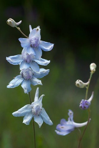 blue flower delphinium ranunculaceae paleblue larkspur carolinalarkspur delphiniumcarolinianumsspvirescens
