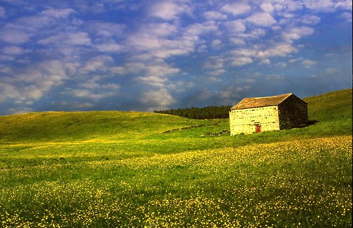 light sunlight flower nature rural landscape countryside yorkshire barns he 1001nights dales buttercups