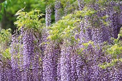 japanese wisteria