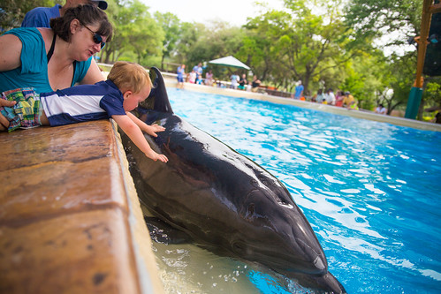 Feeding Dolphin at SeaWorld