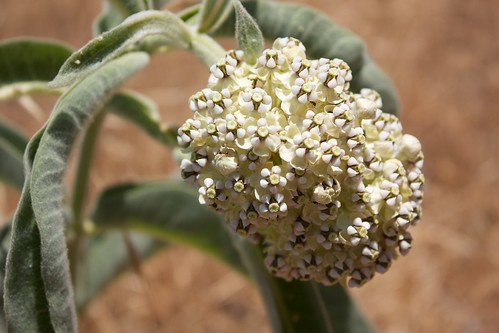 Asclepias eriocarpa-Indian Milkweed