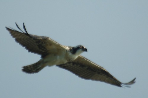 The power of flight at York River State Park