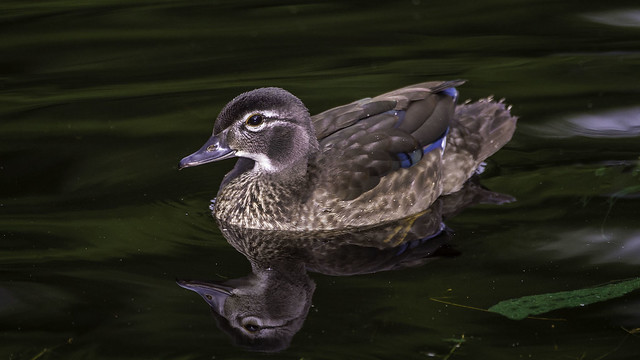 Young female Wood Duck
