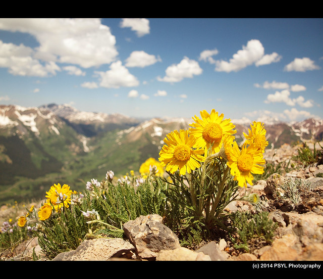 Alpine Sunflower (Hymenoxys grandiflora)