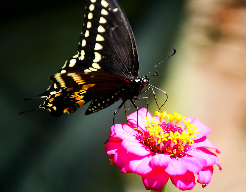 pipevine swallowtail 1