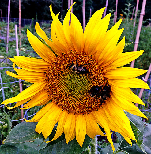 flowers flower garden bees northcarolina bee sunflower randy communitygarden hickory raddad knauf hickorynorthcarolina raddad6735212 randyknauf raddad4114 hickorygarden