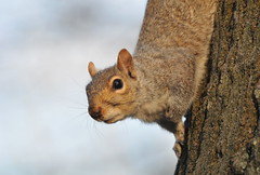 Squirrel Alarmed